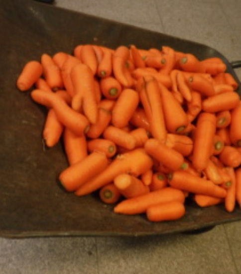 人参を頂きました。