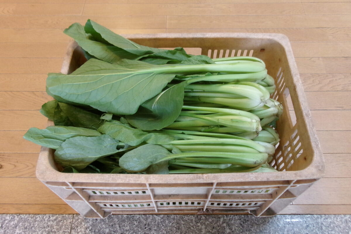 高橋様より小松菜を頂きました。